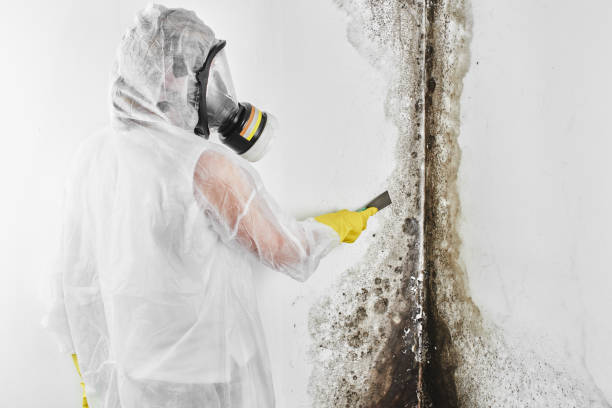 Best Commercial Mold Remediation in Heflin, AL
