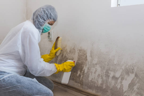 Best White Mold Remediation in Heflin, AL