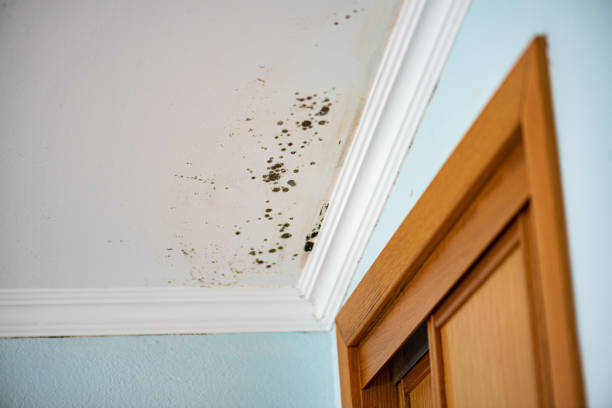 Best Residential Mold Remediation in Heflin, AL