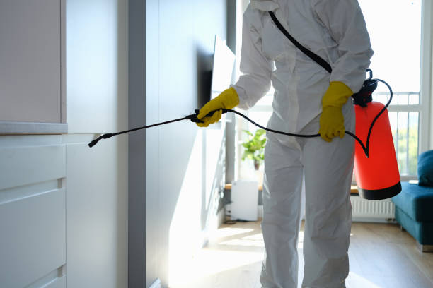 Best Attic Mold Remediation in Heflin, AL
