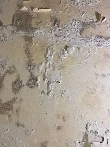 Best Post-Flood Mold Remediation in Heflin, AL