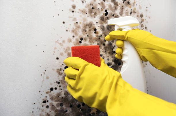 Best DIY Mold Remediation Support Services in Heflin, AL