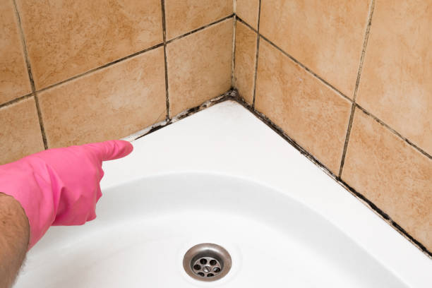 Best Mold Testing and Inspection Services in Heflin, AL
